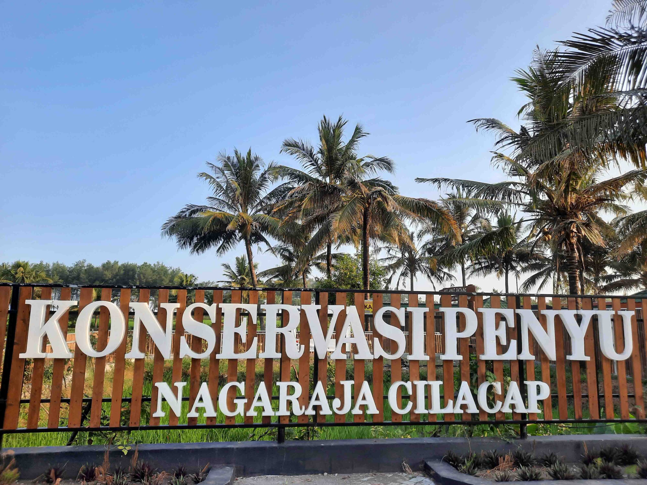 Sea Turtles Cilacap: Conservation That Invites You to Protect the Ocean