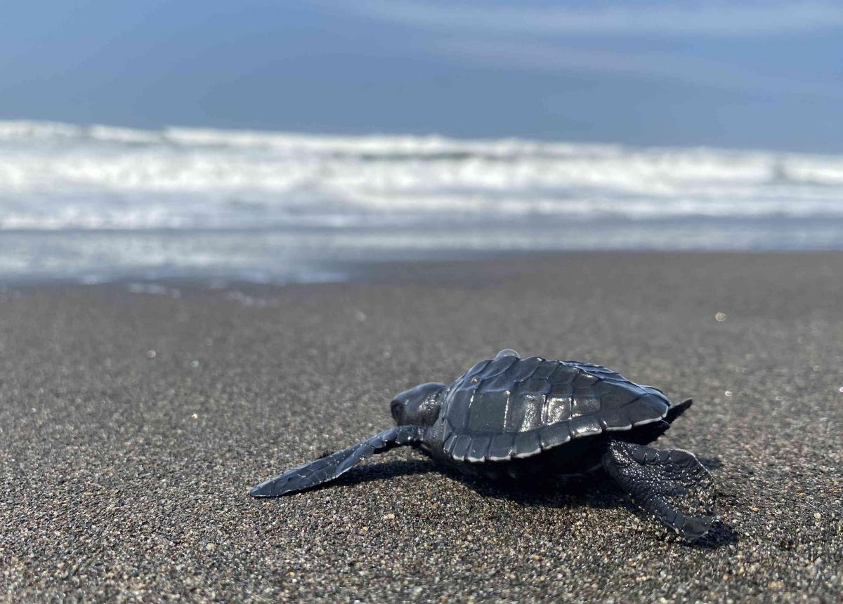 Sea Turtle Conservation: The Hidden Gem of Sodong Beach in Cilacap