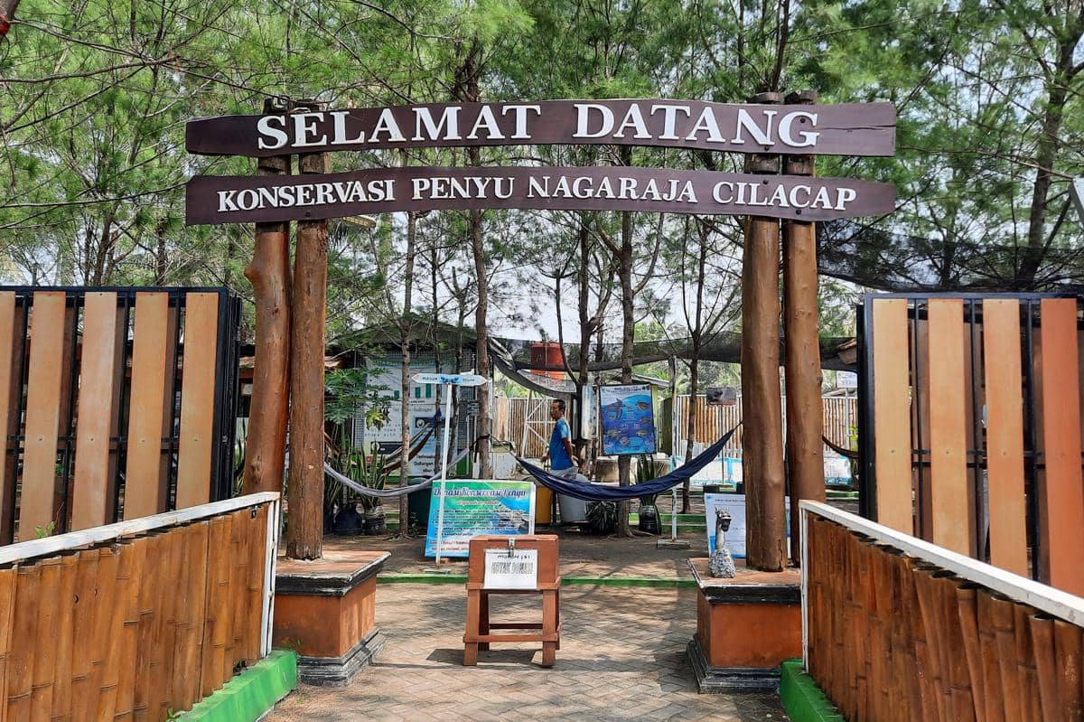 Menggandeng Laut: Rahasia Konservasi Penyu di Pantai Sodong