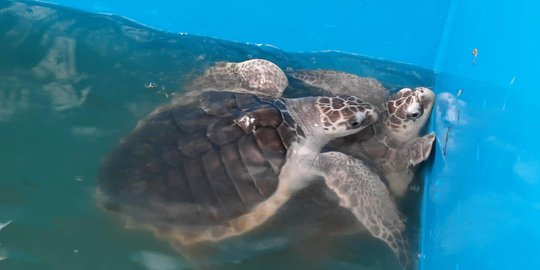 Sea Turtle Conservation Cilacap: A Living Bridge at Sodong Beach